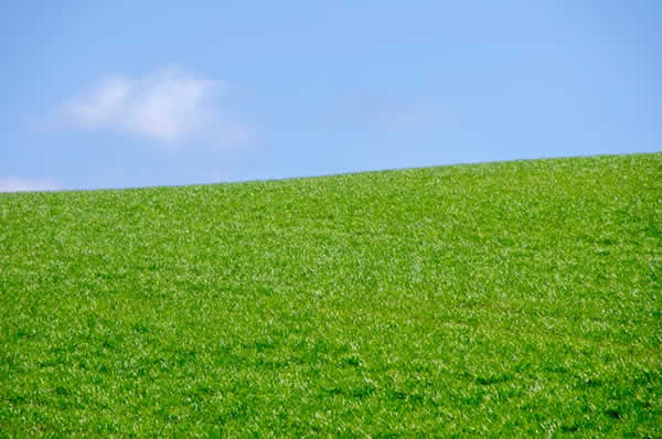 a field of green grass