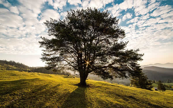 a tree in a meadow with the light coming through the branches