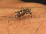 West Nile virus mosquito gardening landscape