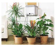 clay flower pots