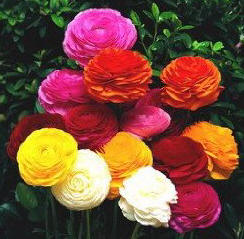 Rainbow Ranunculus